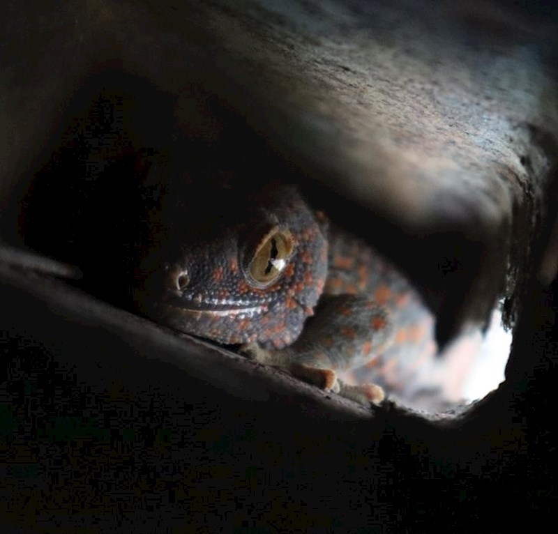 "Preselio sam u Tajland. Ovog cimera sam otkrio nakon tjedan dana"