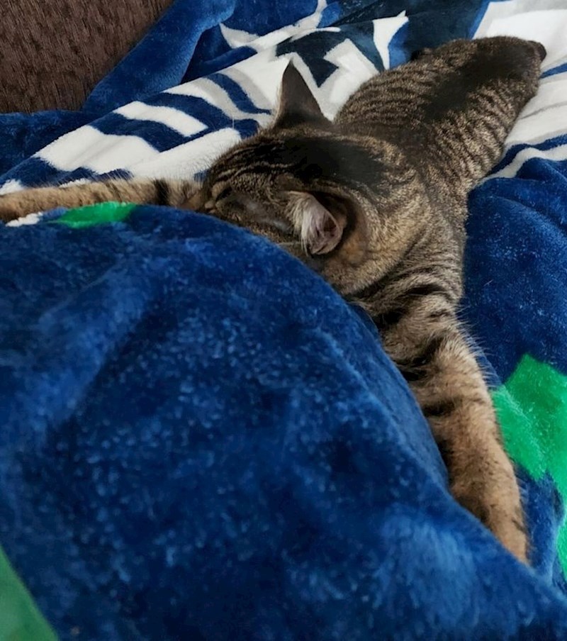 Moja maca grli moj trudnički drob, a beba divlja kao nikad dosad... Već su najbolje prijateljice!