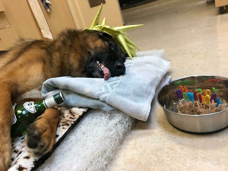 "Poklopilo se da je našem upravo operiranom psu danas rođendan. Ovo su nam poslali iz veterinarske stanice 🤣"