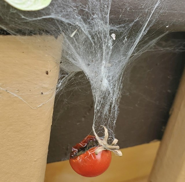 Uhvaćena u paukovu mrežu