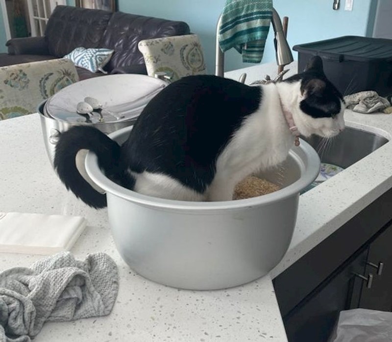 13. Popiškila se u zdjelu s rižom koja je bila pripremljena za kuhanje ručka...