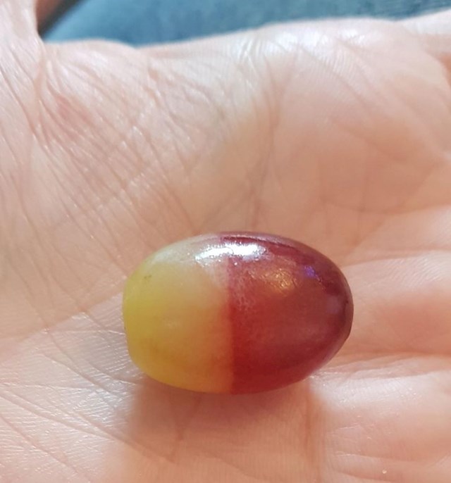 Jedan grozd, a dvije boje!