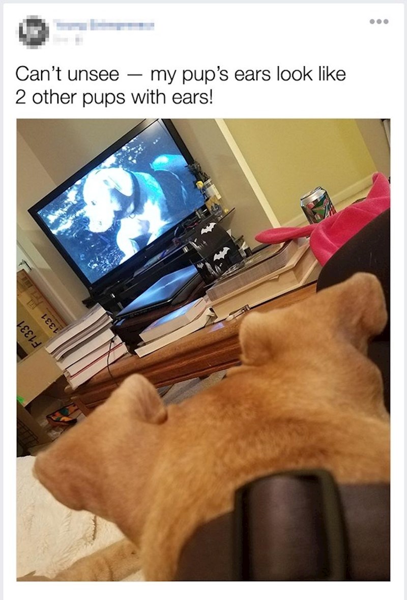 Uši mog psa izgledaju kao dva druga psa s ušima