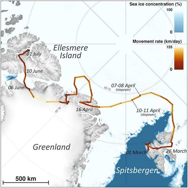 Nevjerojatno putovanje arktičke lisice koja je hodala od Norveške do Kanade 2018.