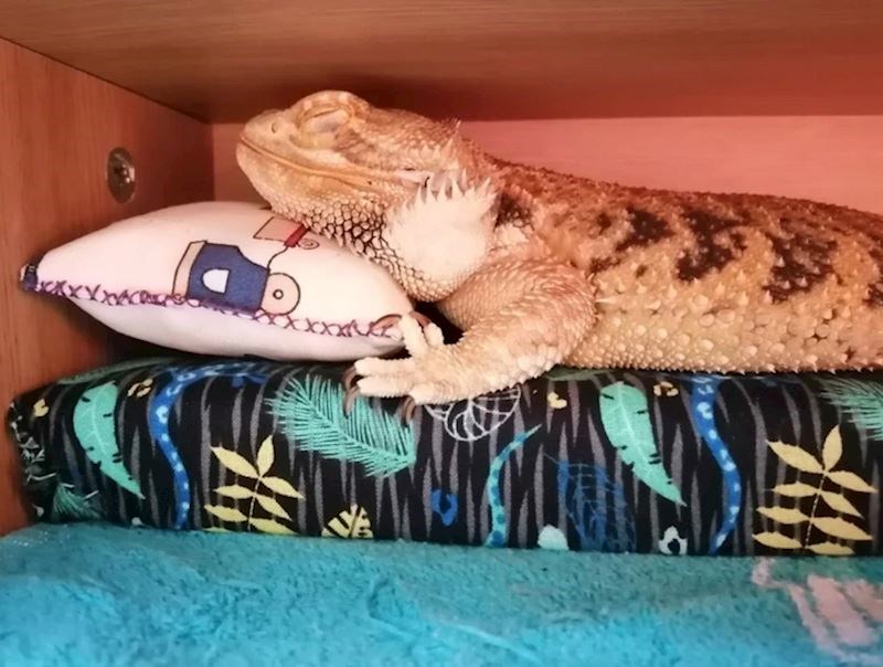 Moj gušter na svom mini krevetu i mini jastuku!