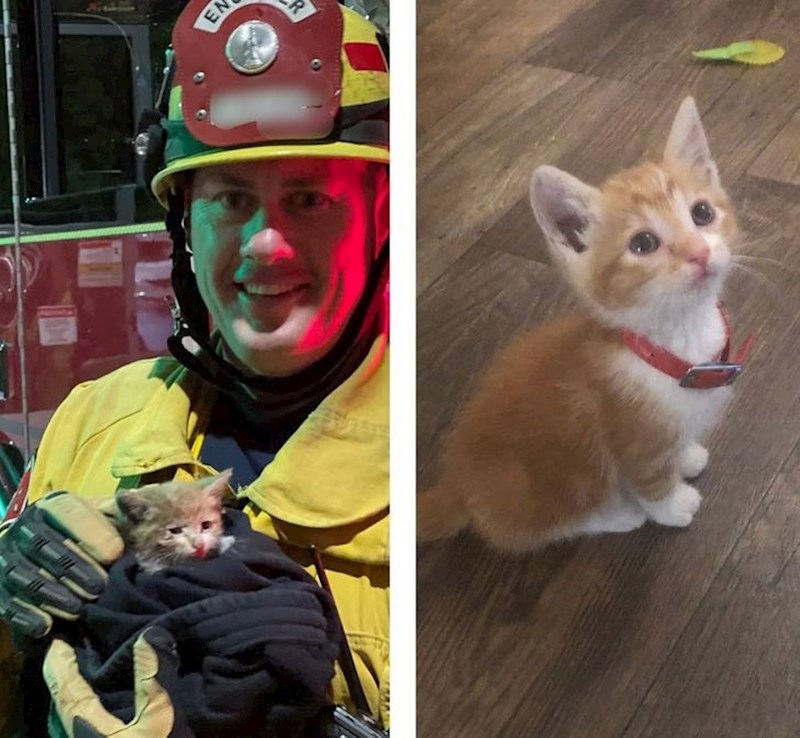 "Tjedan dana ljubavi i pažnje i ova maca, spašena tokom poplave, izgleda potpuno drugačije"