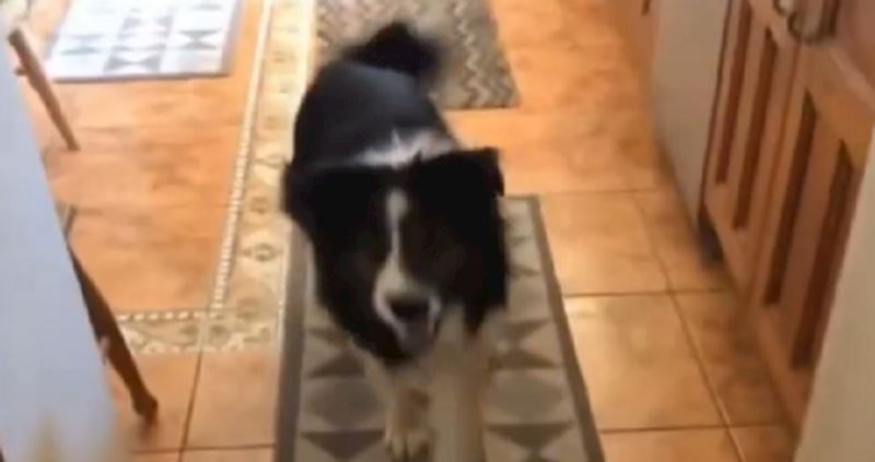 Pogledajte reakciju psa kada je shvatio da je promašio kuću i da ovo nisu njegovi vlasnici!