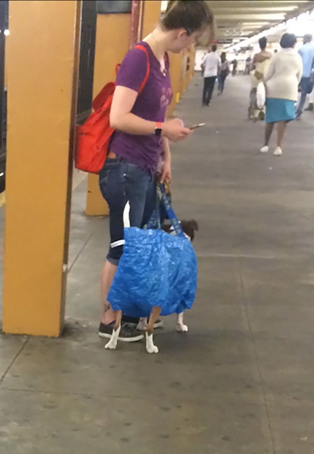 Kada su zabranili psima koji ne stanu u torbu da koriste metro, ona se genijalno snašla
