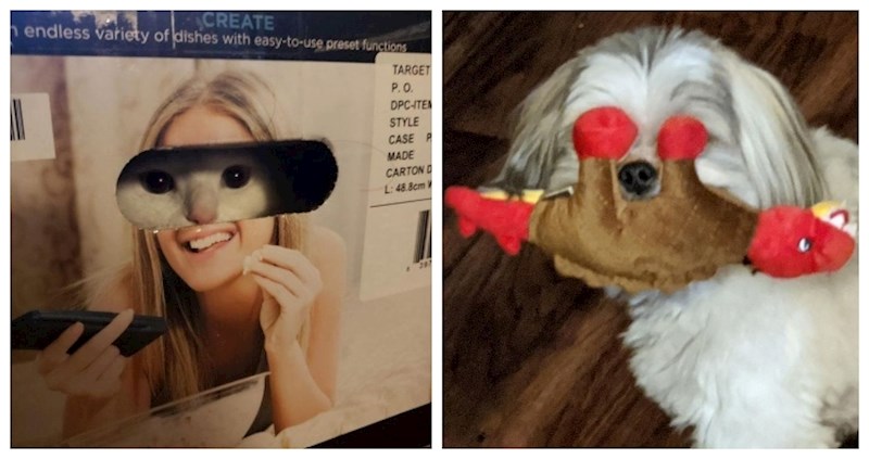 17 fotki koje dokazuju da je kućni ljubimac najbolji lijek za loše raspoloženje