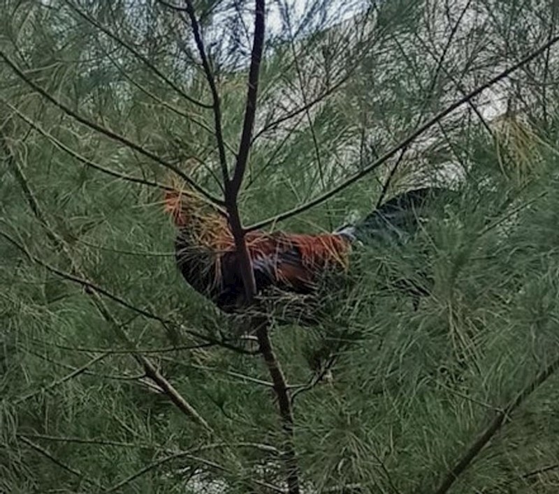 Pijetao odmara na stablu usred grada