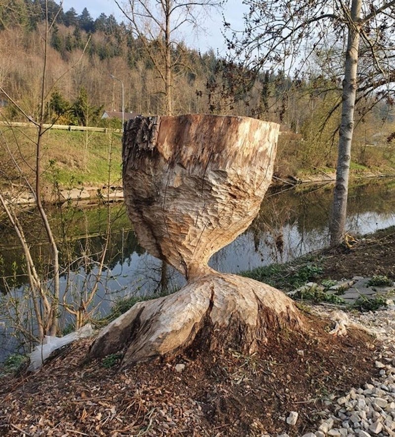 4. Deblo nakon što su se dabrovi malo zaigrali