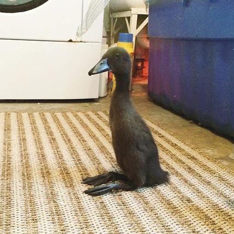 Oponaša pse s kojima živi, pa sjedi kao oni!