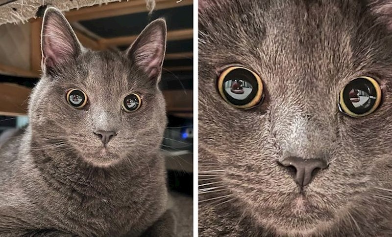 "Fotkao sam svoju mačku, a u njenim očima ugledao svoj odraz"