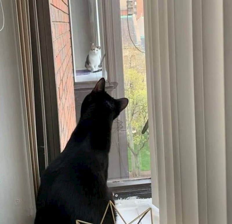 Mačak je danima promatrao susjedov prozor. Jednog dana postalo nam je jasno i zašto