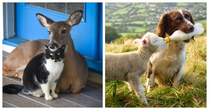15 neobičnih prijateljstava iz životinjskog svijeta koja će vam uljepšati cijeli dan