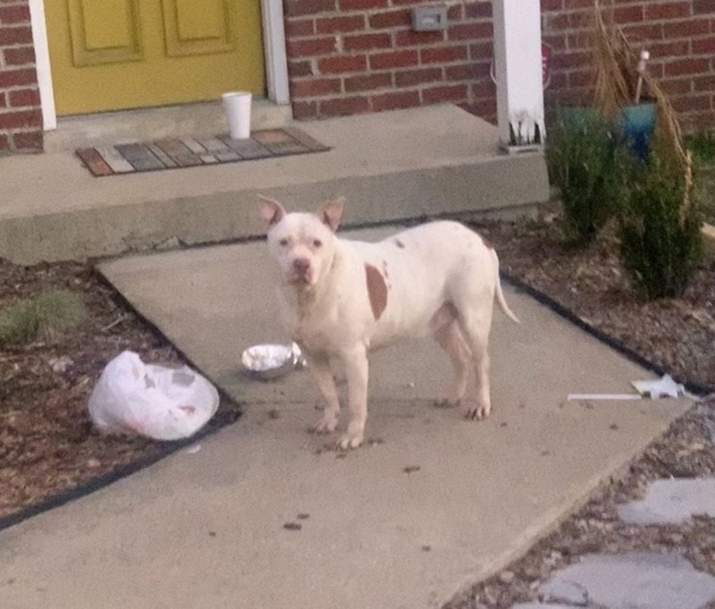 "Pas je pojeo susjedovu dostavu"