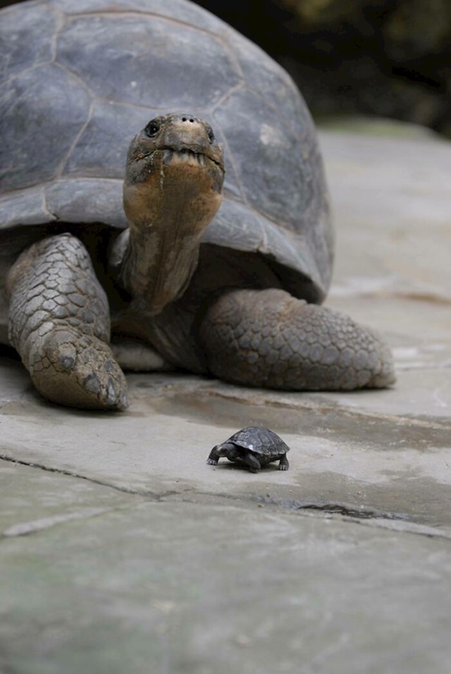 Razlika u veličini između bebe i odrasle kornjače s Galapagosa