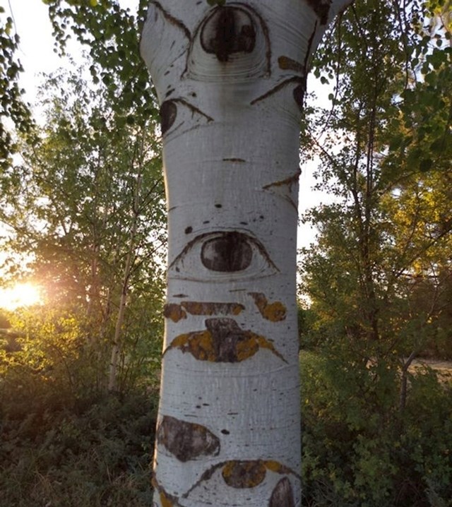 Stabla imaju oči!