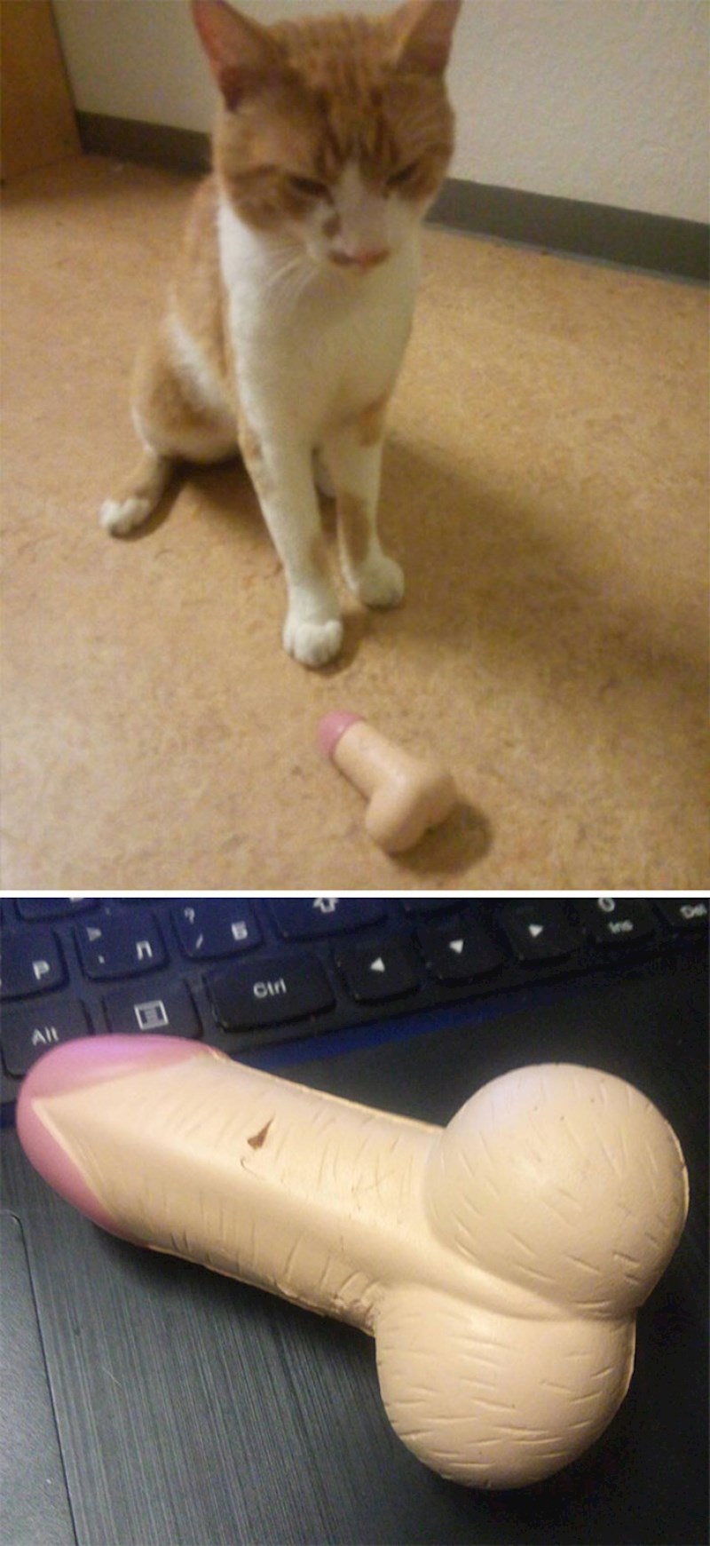 22. Druge mačke donose miševe, ali ne i ova...