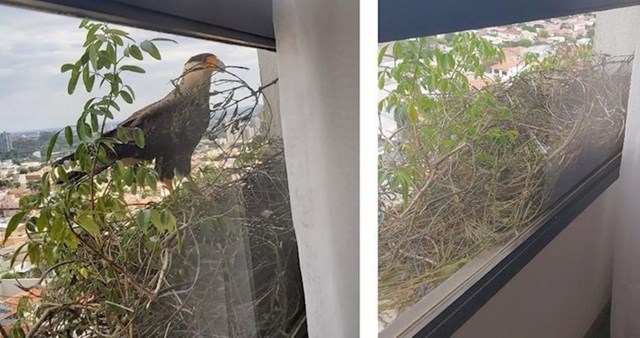 Na balkonu 12. kata dva su orla napravila gnijezdo