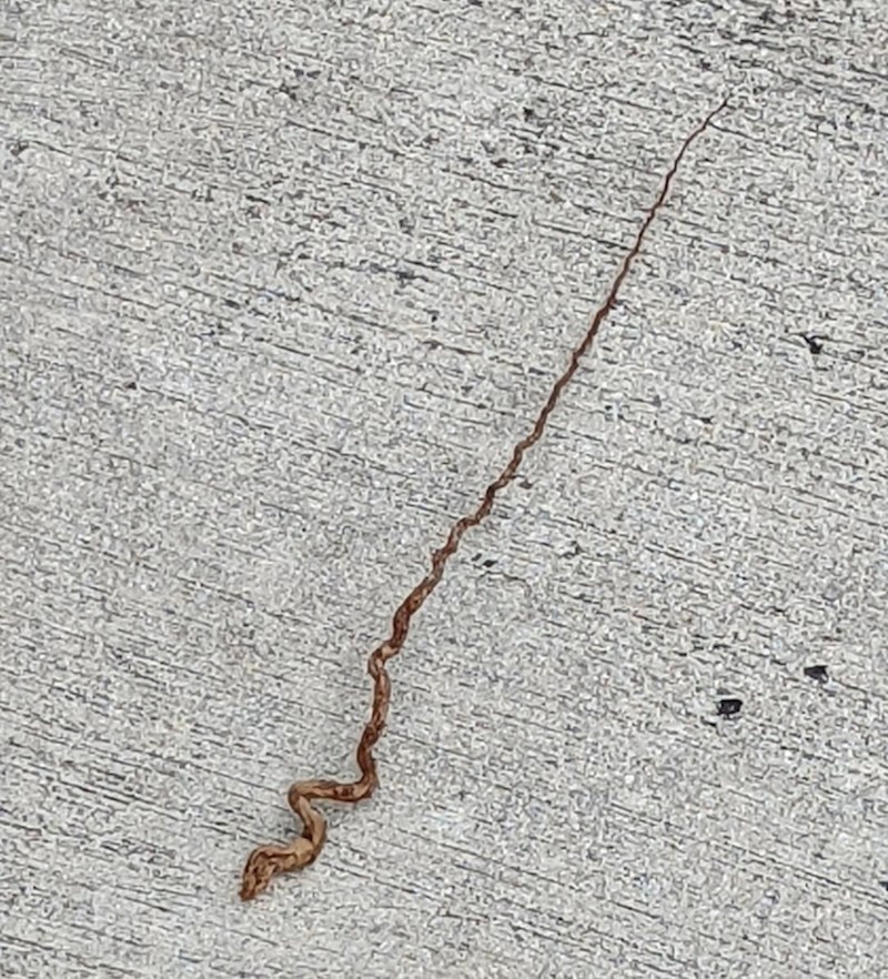 Srce nam je stalo na prvu, a onda smo shvatili da je ovo najstrašniji štap ikad