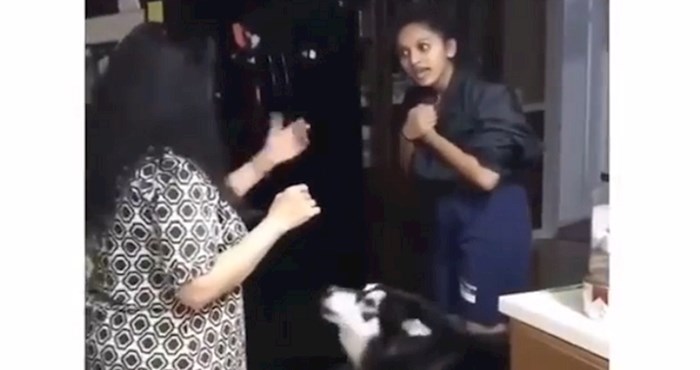 VIDEO Pogledajte kako ovaj pas ne podnosi svađe u kući i što sve čini da ih spriječi; preslatko!