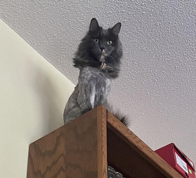 Još se nisam navikla na novu frizuru našeg mačka