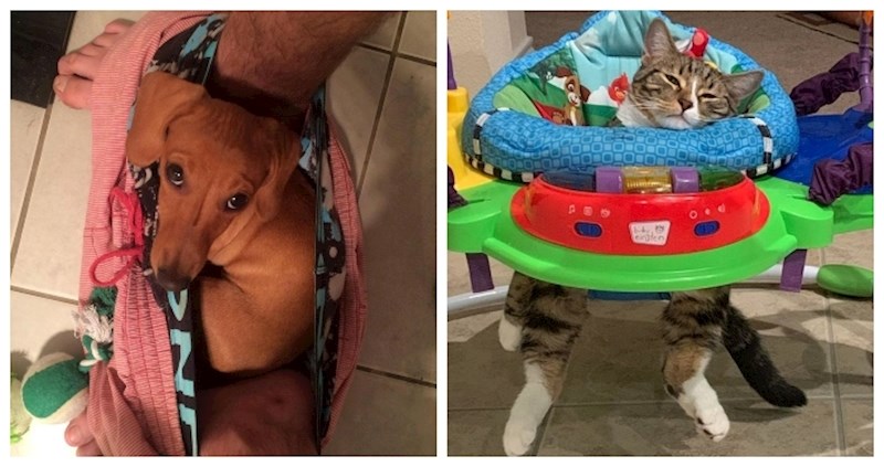 16 presmiješnih fotki ljubimaca koje će vam podići raspoloženje u trenu