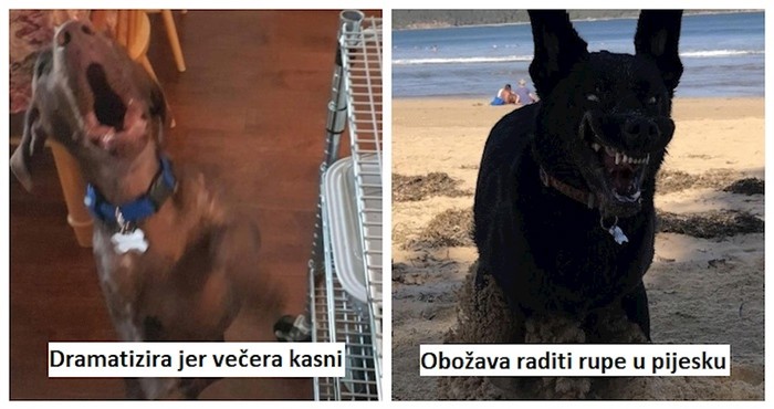 15 prezabavnih reakcija pasa i mački koje će vas natjerati na smijeh