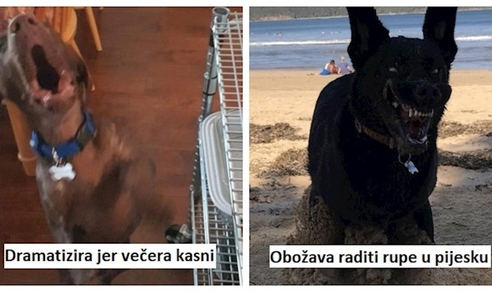 15 prezabavnih reakcija pasa i mački koje će vas natjerati na smijeh