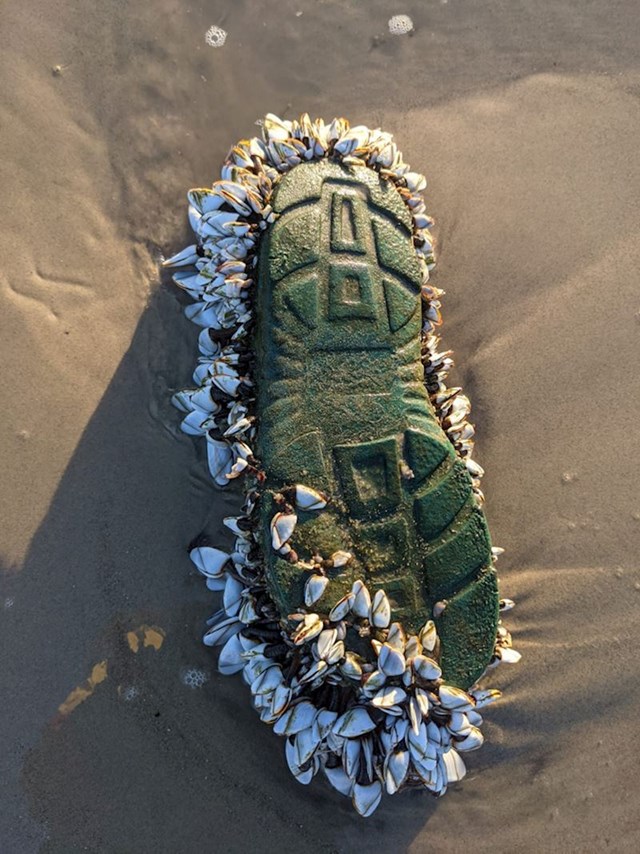 More je izbacilo cipelu koju su "okupirale" školjke