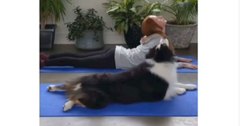 Snimka psa, koji trenira jogu sa svojom vlasnicom, najslađi je video kojeg ćete danas vidjeti