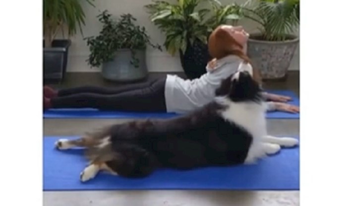 Snimka psa, koji trenira jogu sa svojom vlasnicom, najslađi je video kojeg ćete danas vidjeti