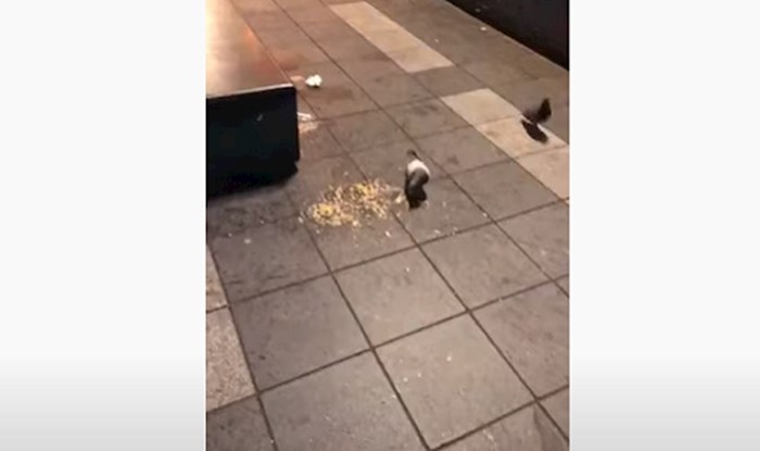 Idiot išao udariti goluba, karma mu vratila isti tren