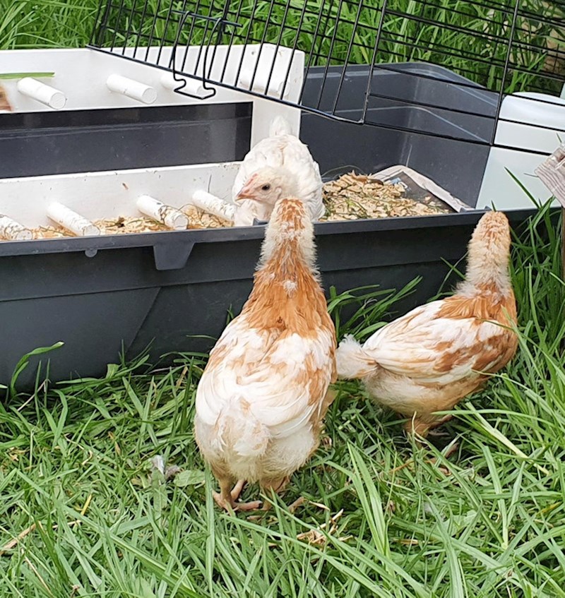 Križanac pilića i žirafe?