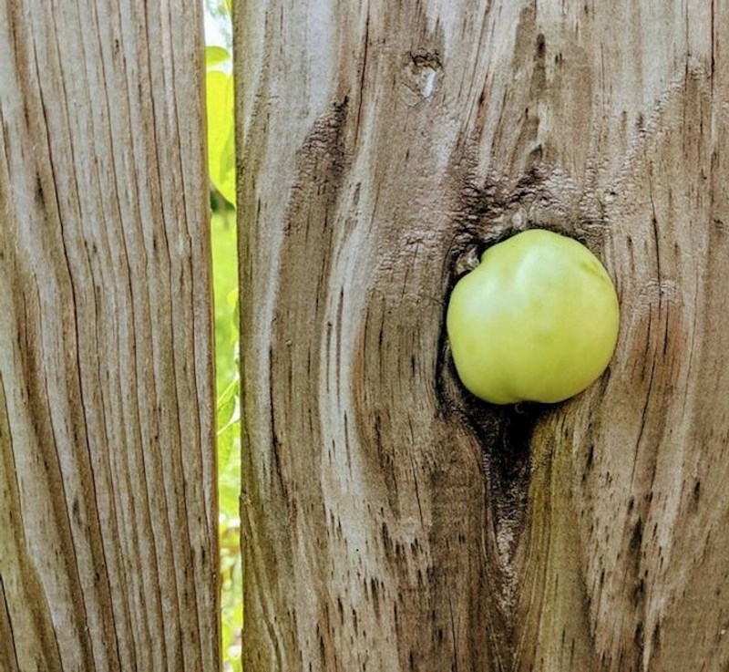 12. Rajčica izrasla na neobičnom mjestu