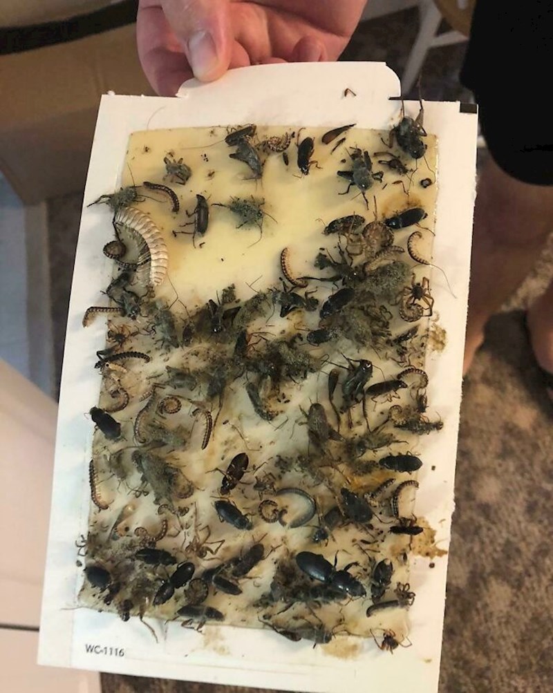 "Preuređujemo vikendicu. Ovo sam našao ispod kuhinjskih elemenata"