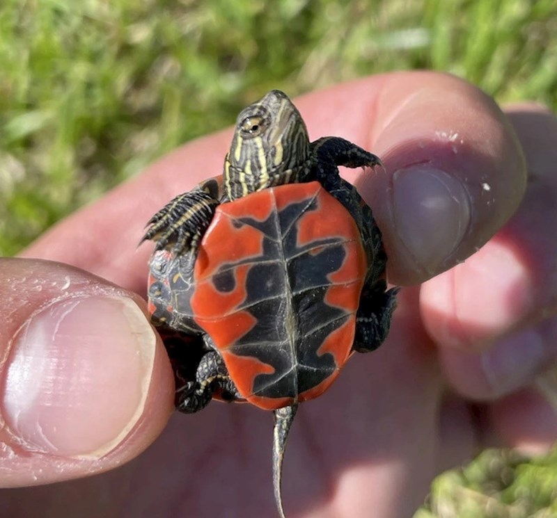 Danas sam u šetnji vidio najmanju kornjaču u životu