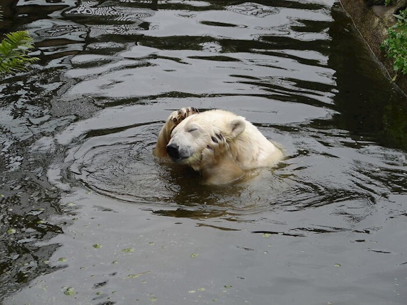 "Ocean je onečišćen jer se prljave životinje kupaju u njemu!
