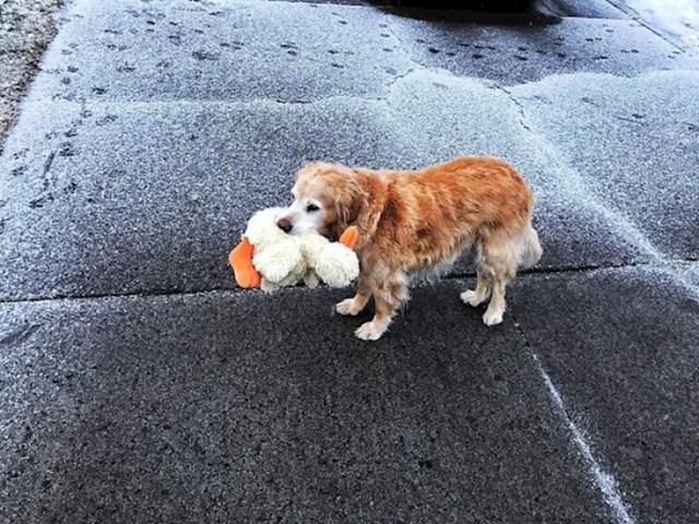 23. Čovjek je ugledao starijeg psa kako luta pa ga je vratio njegovoj kući. Pas mu je zahvalio tako što mu je pokazao omiljenu igračku!