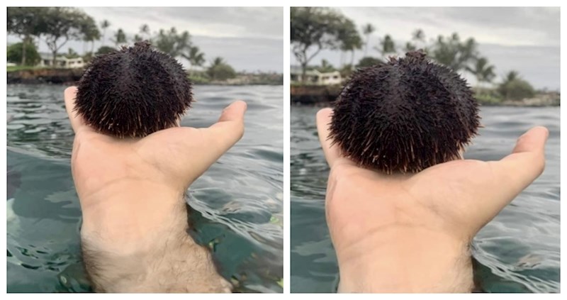 15 fotki zbog kojih ćete morati protrljati oči i pažljivo pogledati ponovo