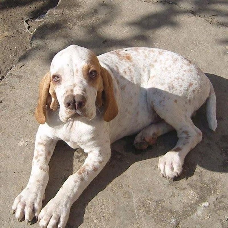 Psić sa nebičnom njuškicom