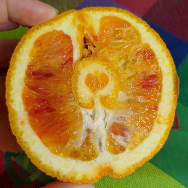 Trudna naranča