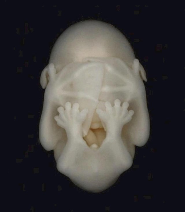 Embrij šišmiša