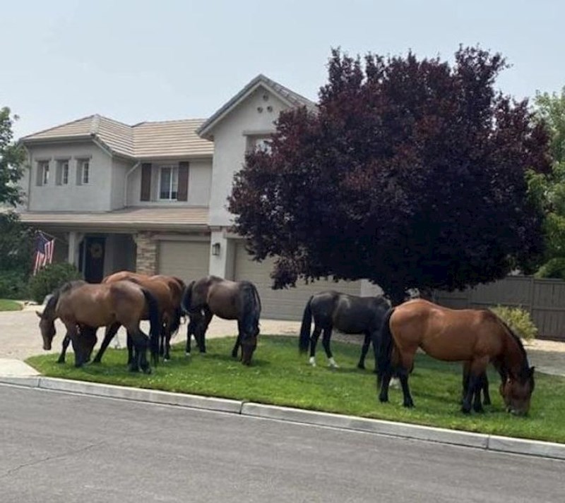 "Cijela ulica je bila oduševljena jutrošnjim prizorom. Divlji konji zaustavili su se u dvorištu mog susjeda."