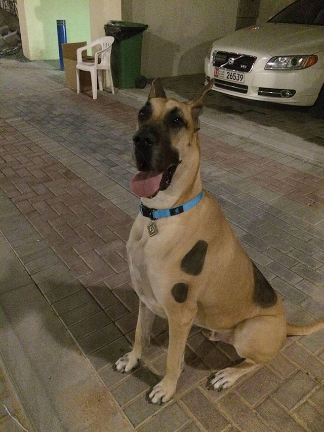 Scooby Doo, jesi to ti?