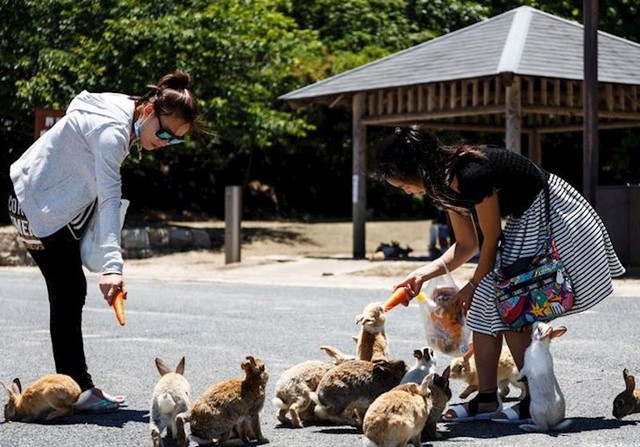 Otok Okunoshima poznat je i kao otok zečeva