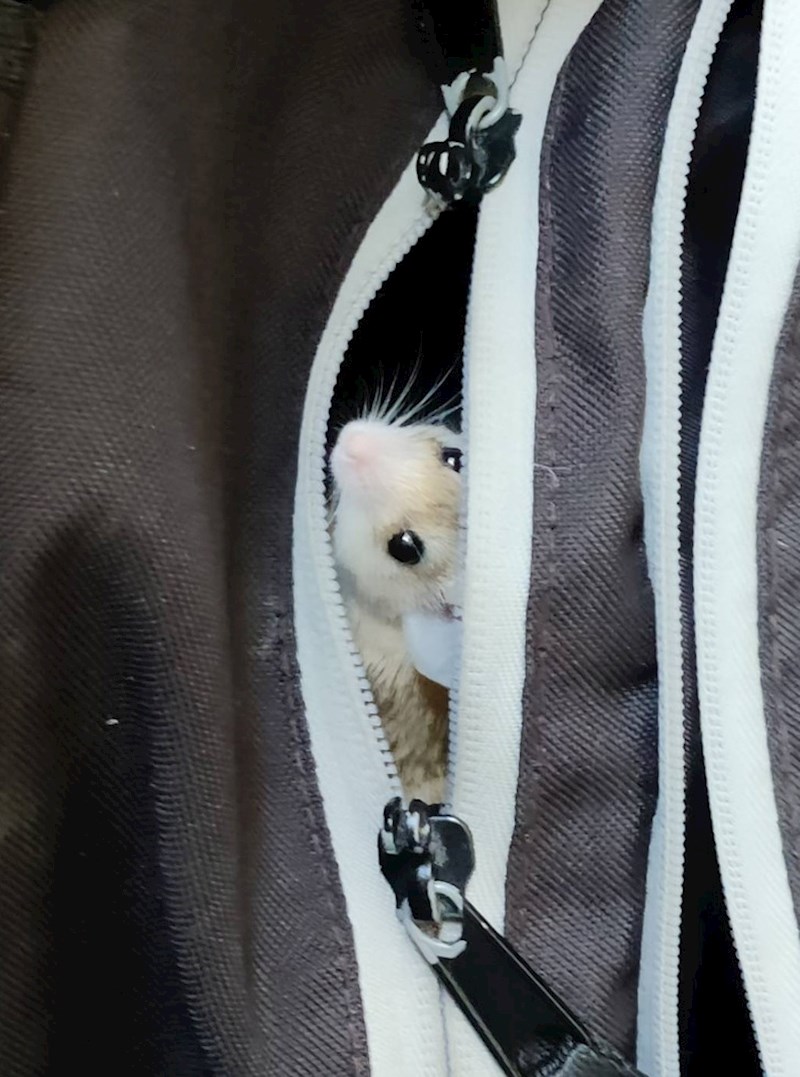 Dođem na posao i vidim da mi se ruksak pomiče. Moj hrčak je neplanirano došao odraditi smjenu sa mnom