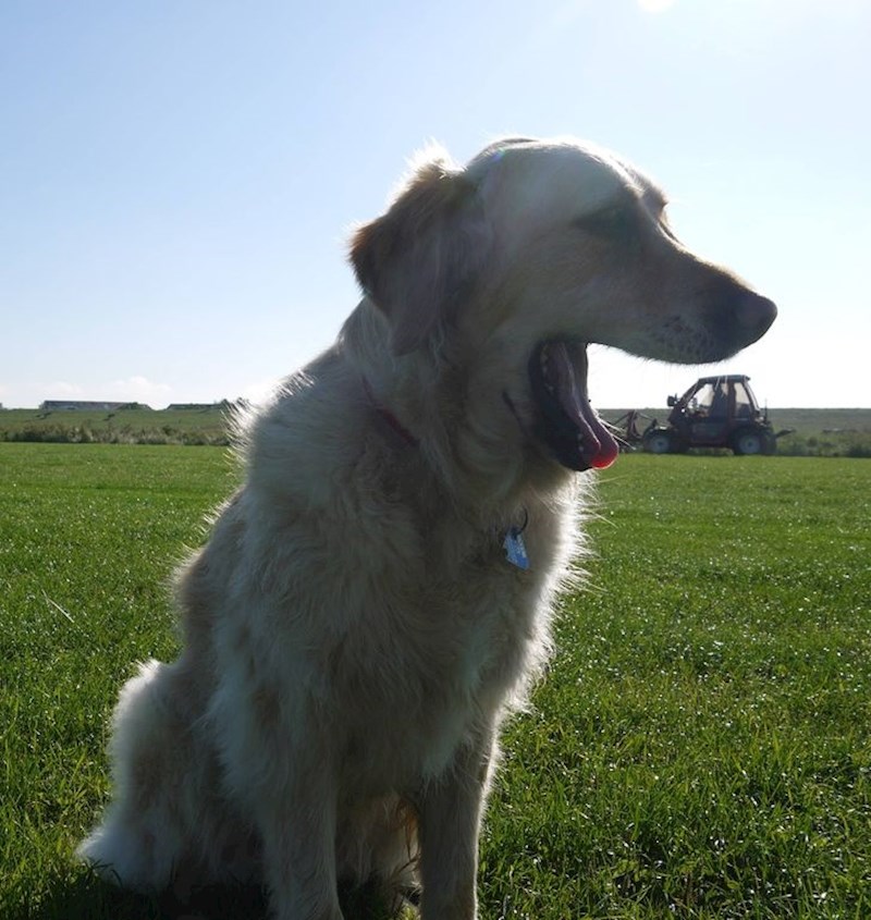 9. Jede traktore za doručak