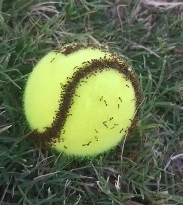 Pogledajte kako su se rasporedili mravi na ovoj teniskoj loptici